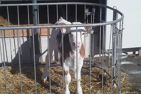 Landwirtschaft Bild 23